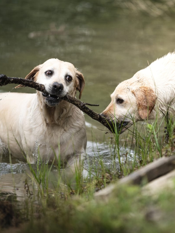 Allevamento di labrador a Bologna