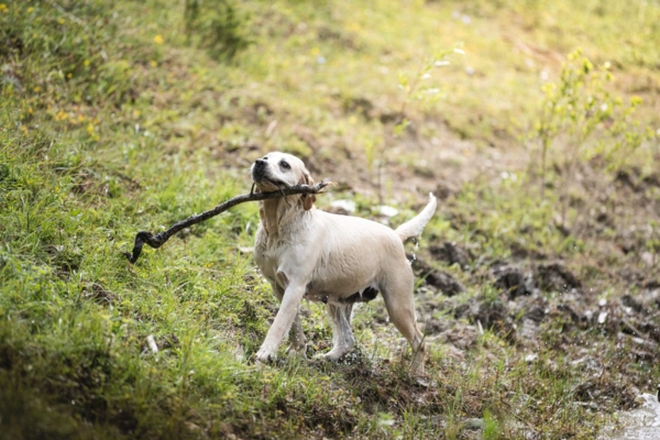 Allevamento di labrador a Bologna